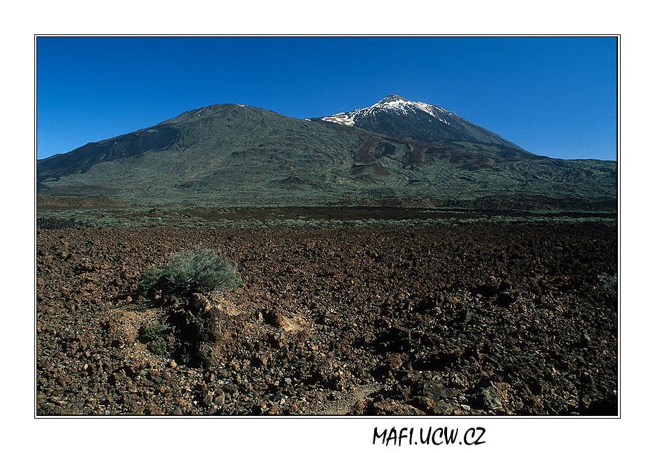 canaria06_05_09 .jpg